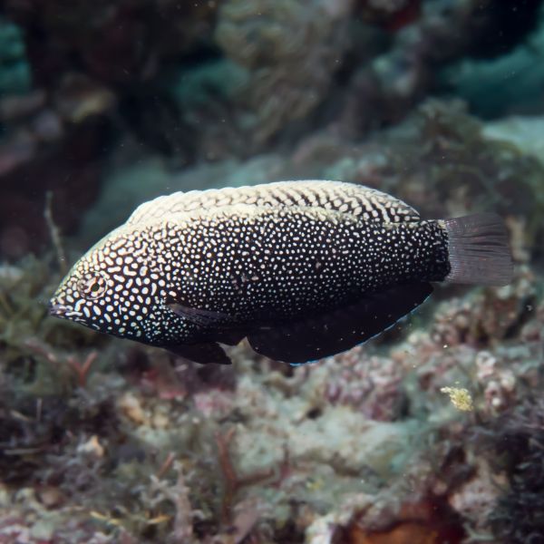 Macropharyngodon negrosensis 1