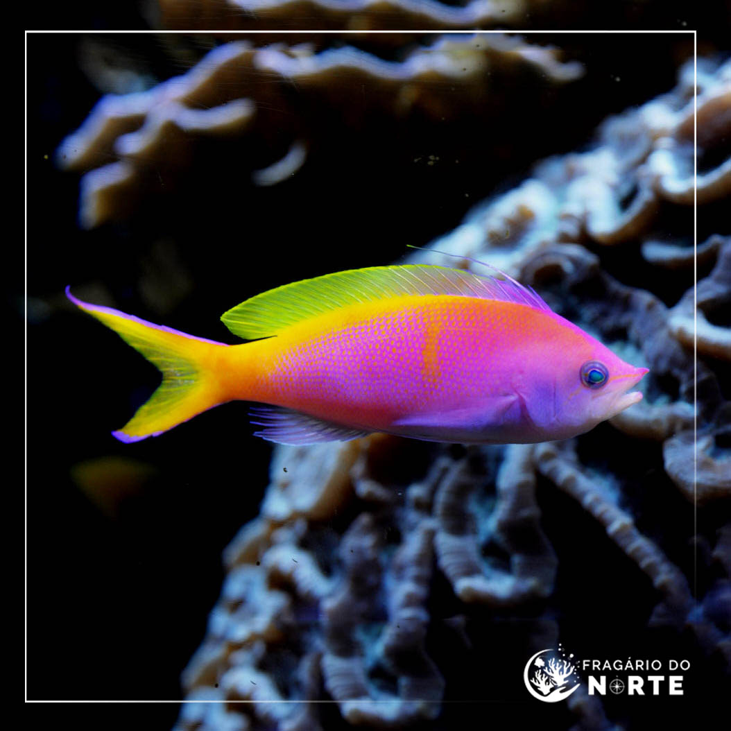 Pseudanthias bartlettorum