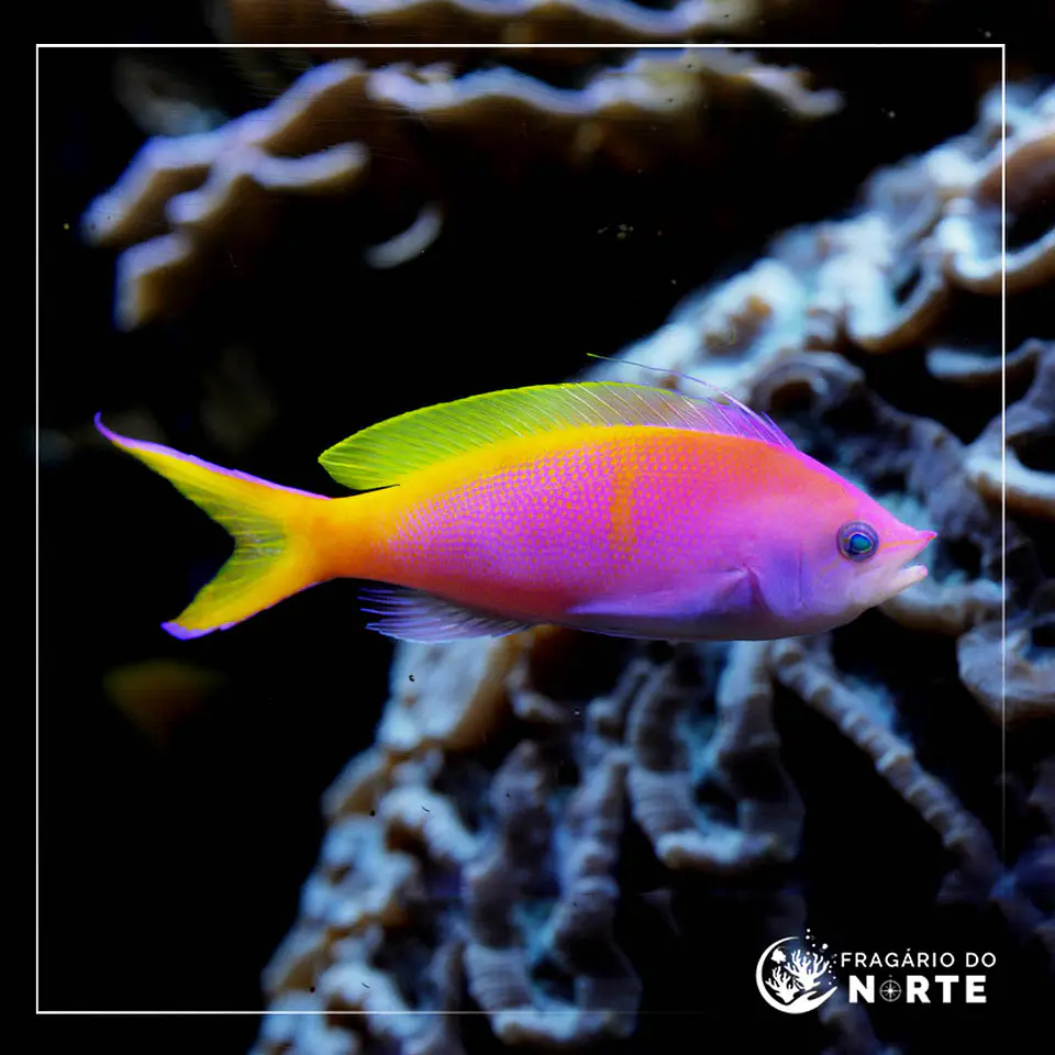 Pseudanthias bartlettorum 1