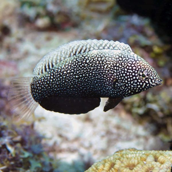 Macropharyngodon negrosensis 2