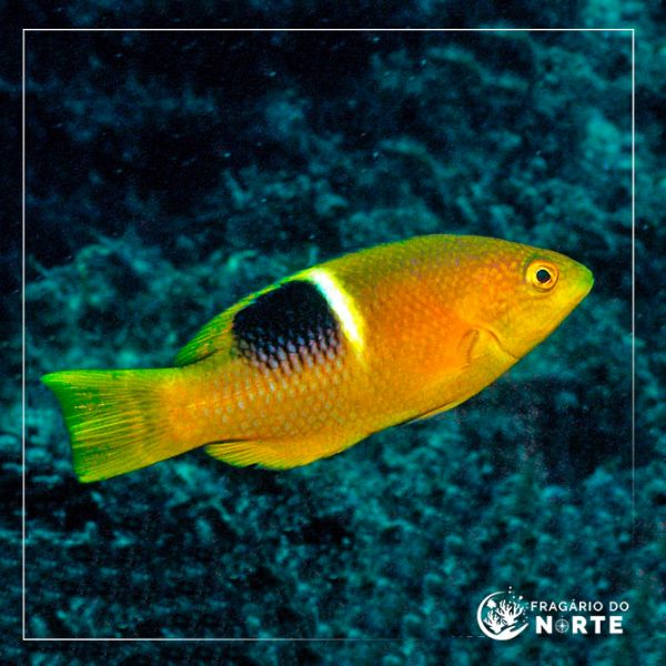 Bodianus perditio