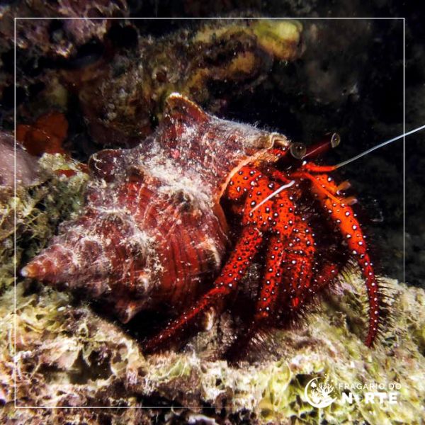 Dardanus megistos