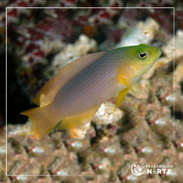 Pseudochromis fuscus