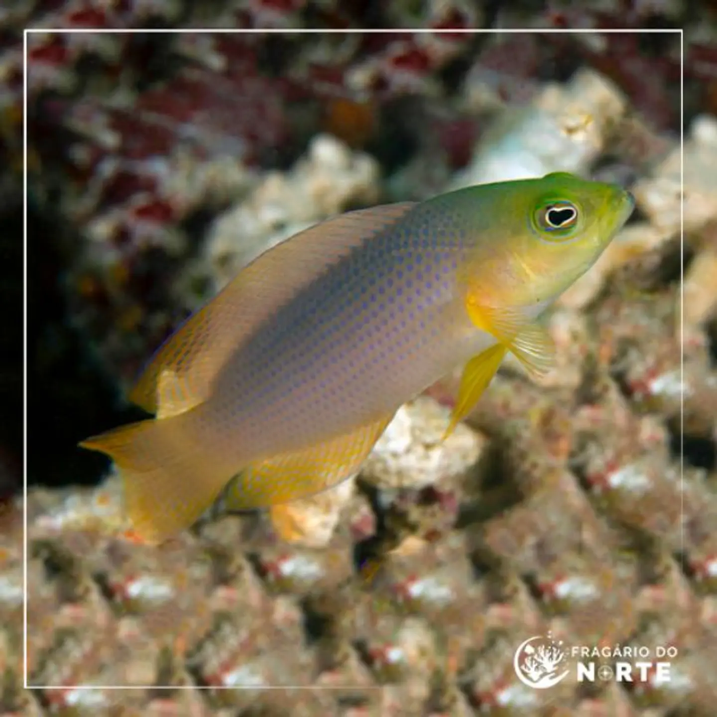 Pseudochromis fuscus 1