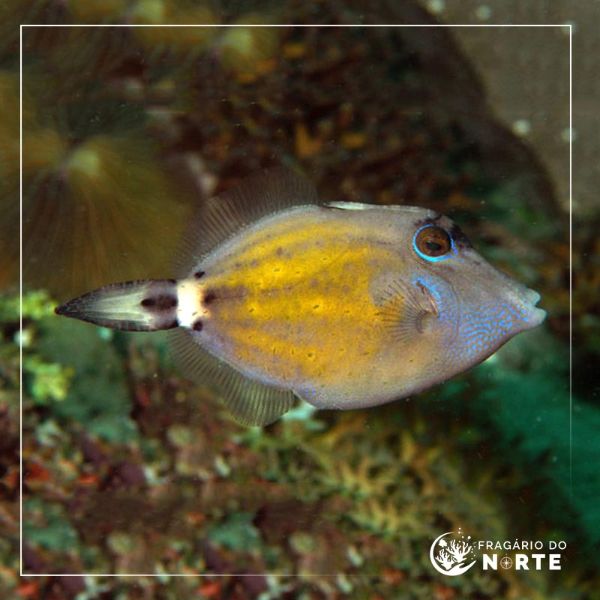 Cantherhinus fronticinctus
