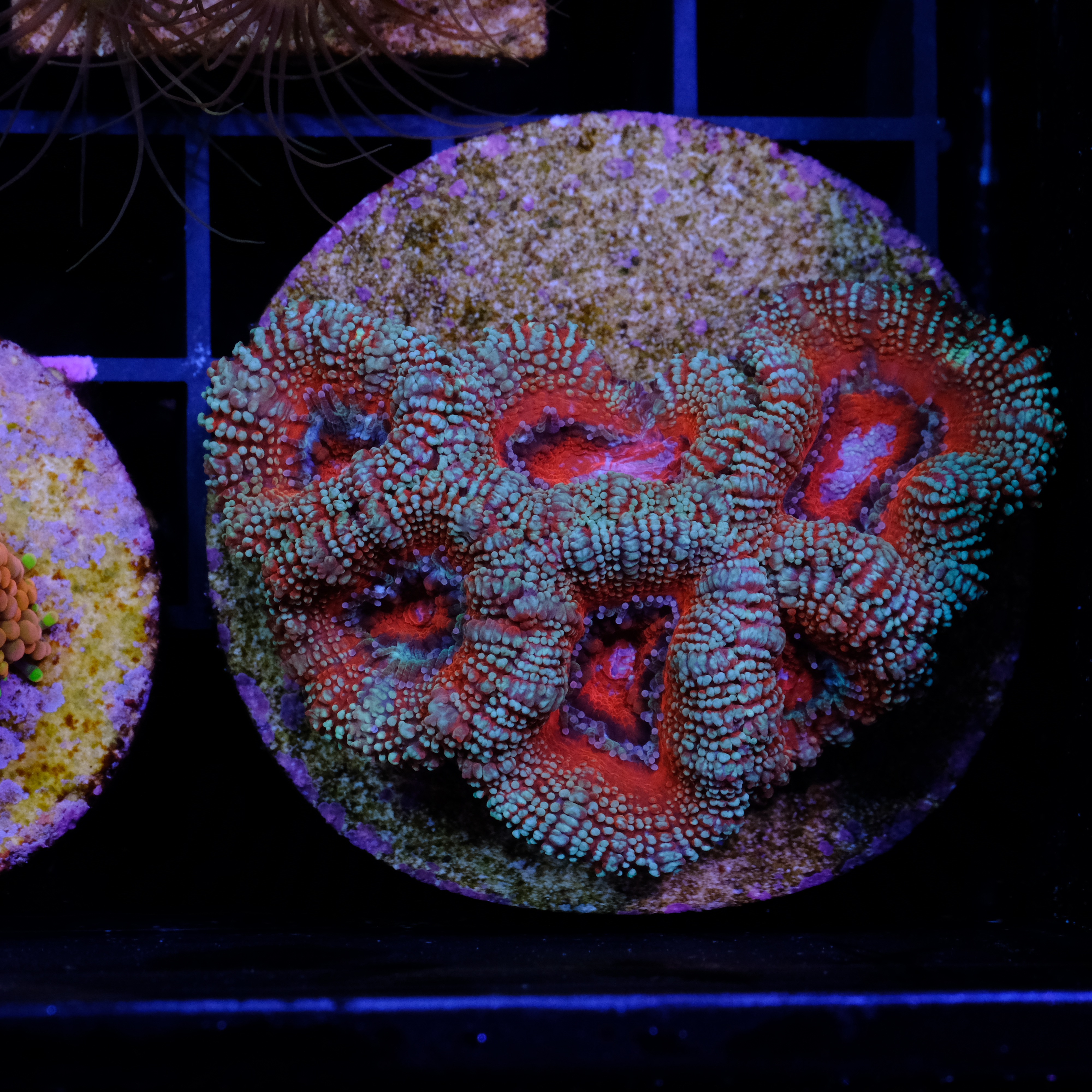 Acanthastrea Lordhowensis