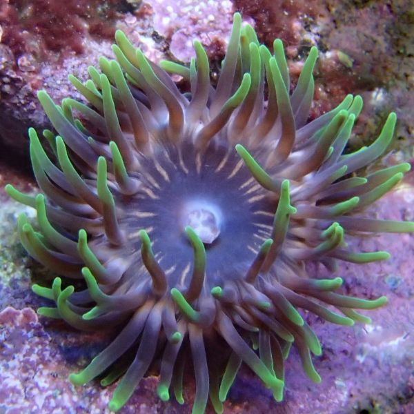 Manjano 1