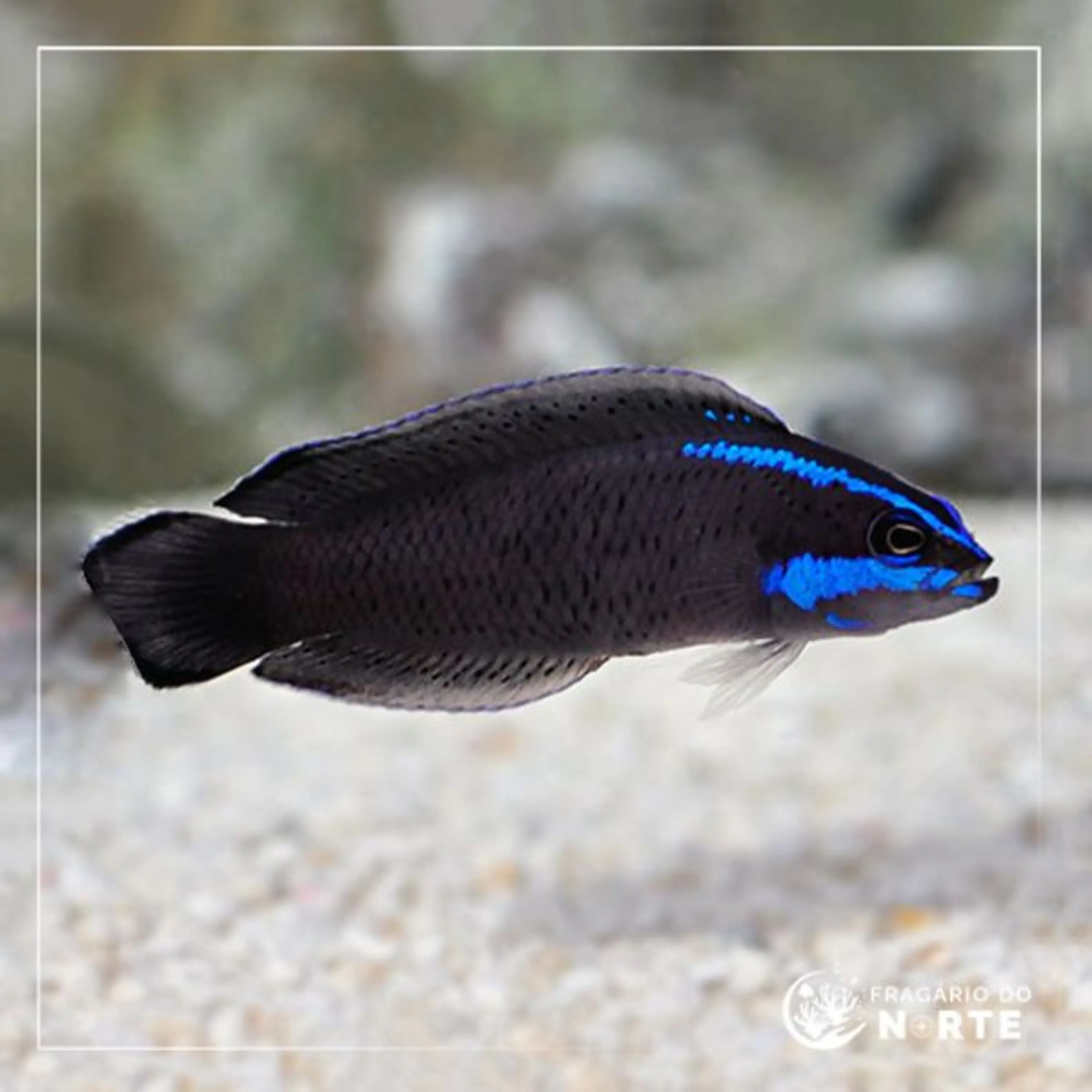 Pseudochromis springeri