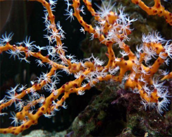 Lophogorgia Nodulifera Yellow