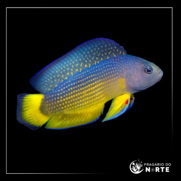 Manonichthys alleni