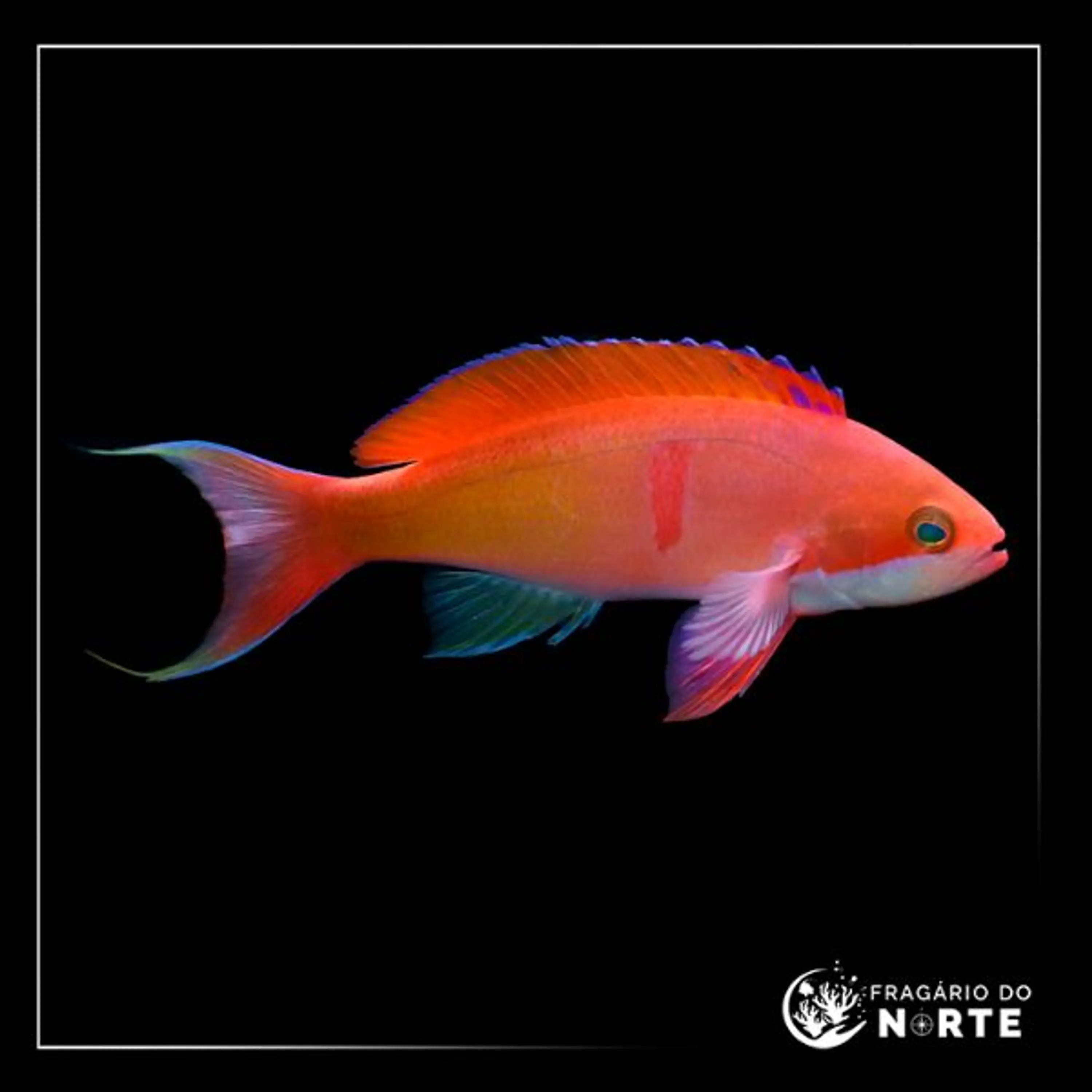 Pseudanthias cooperi