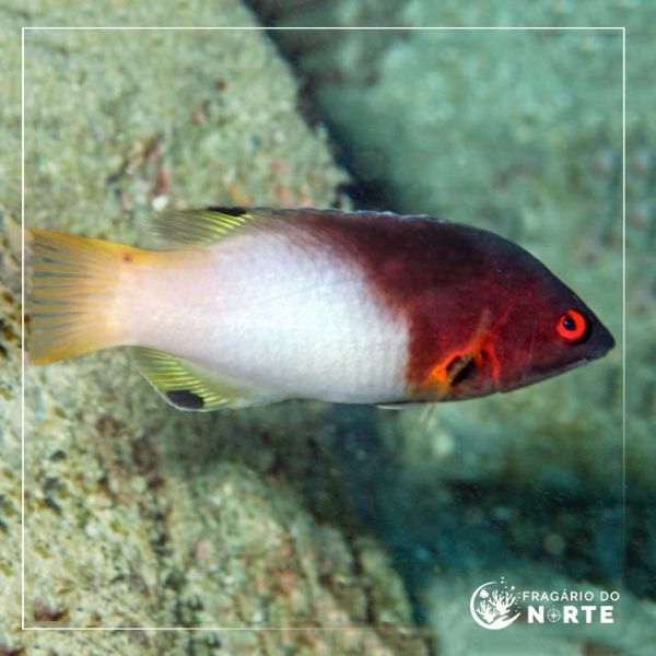 Bodianus axillaris