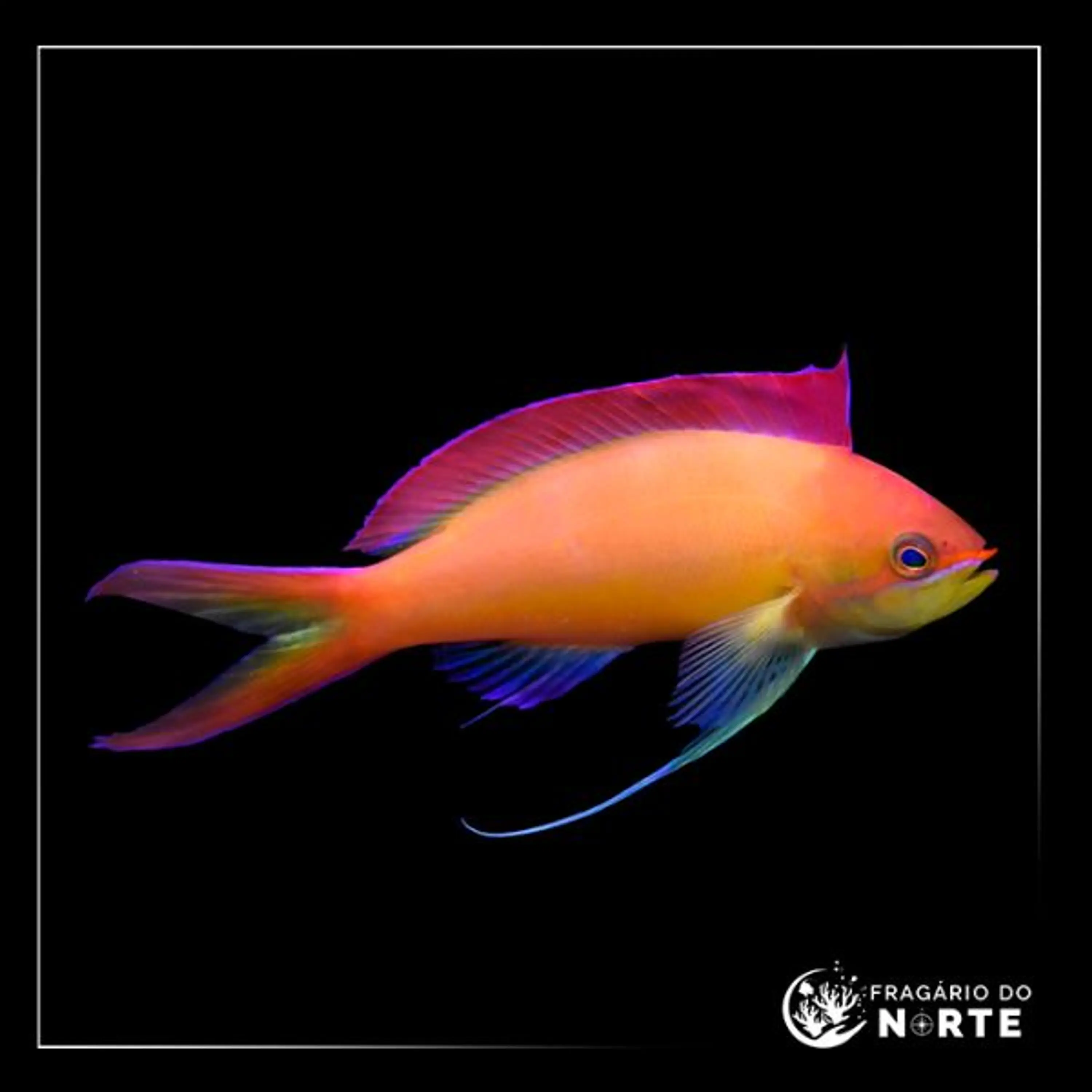Pseudanthias dispar