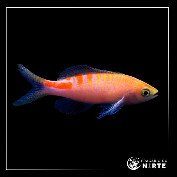 Pseudanthias lori
