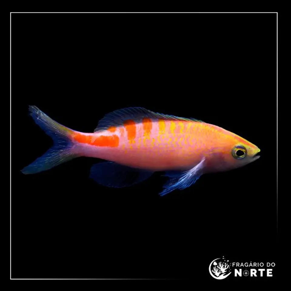 Pseudanthias lori 1
