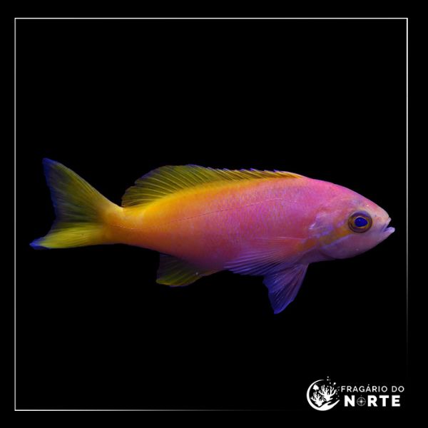 Pseudanthias pictilis (fêmea)