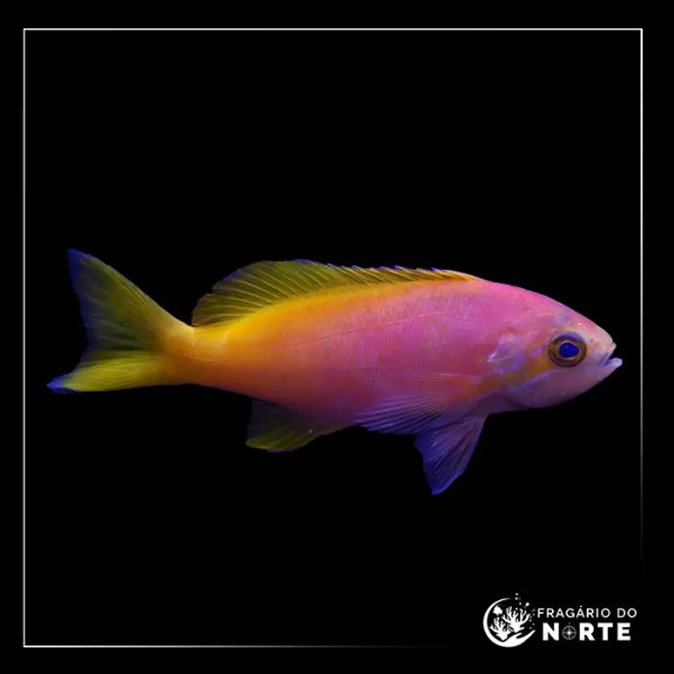 Pseudanthias pictilis (fêmea) 1