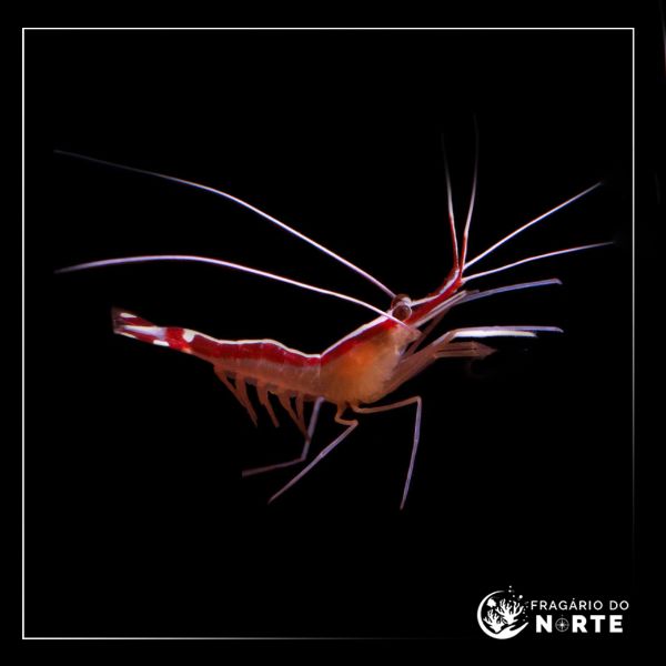 Lysmata amboinensis