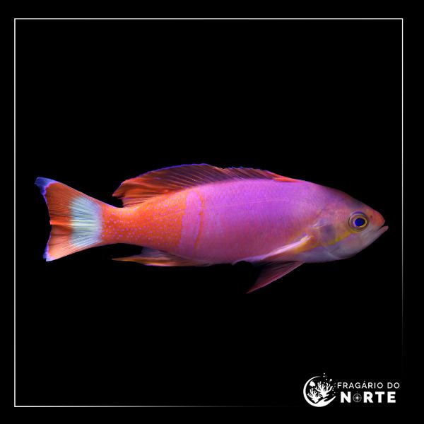 Pseudanthias pictilis (macho)
