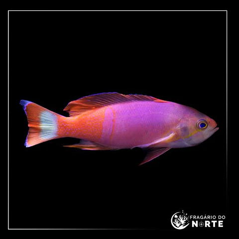 Pseudanthias pictilis (macho)