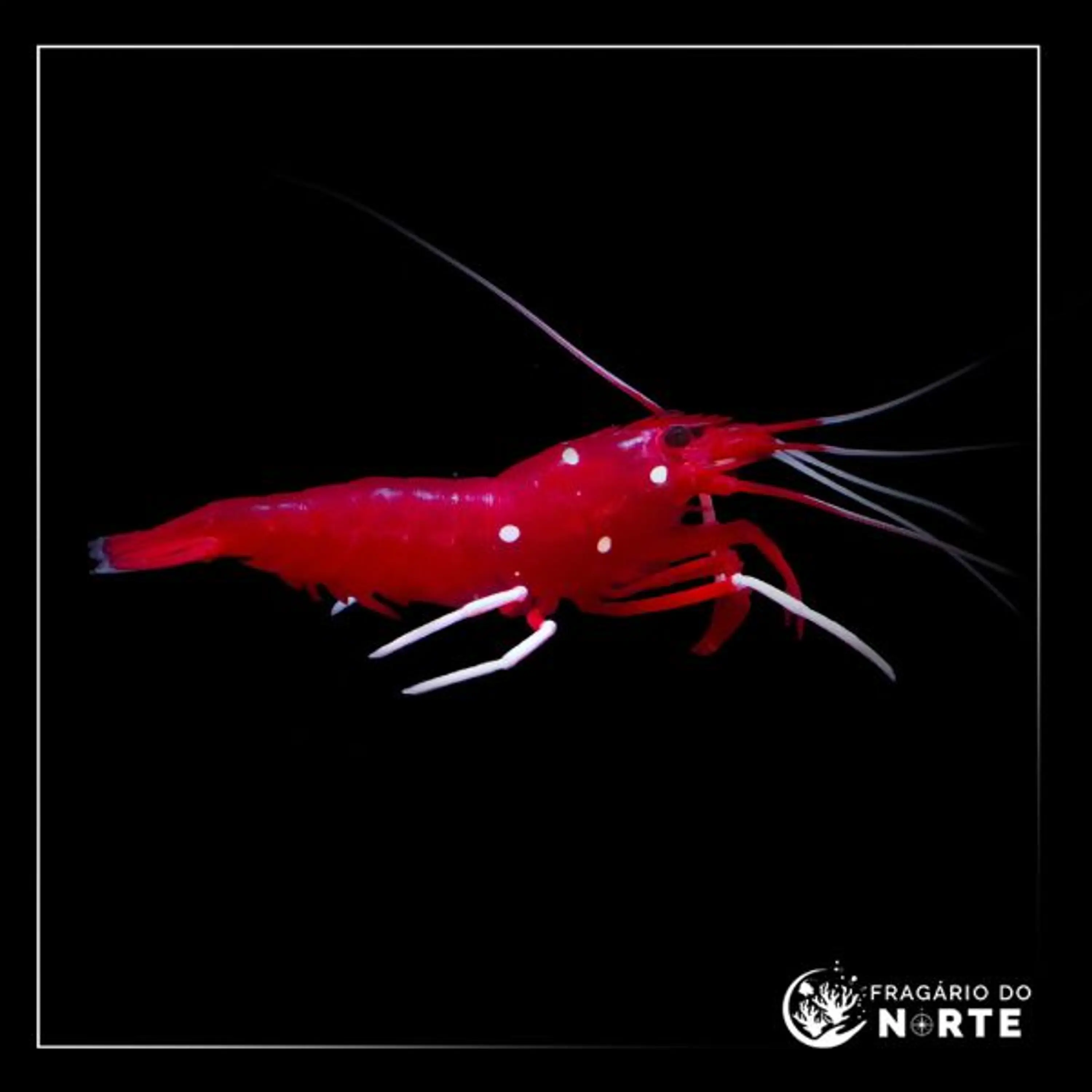 Lysmata debelius