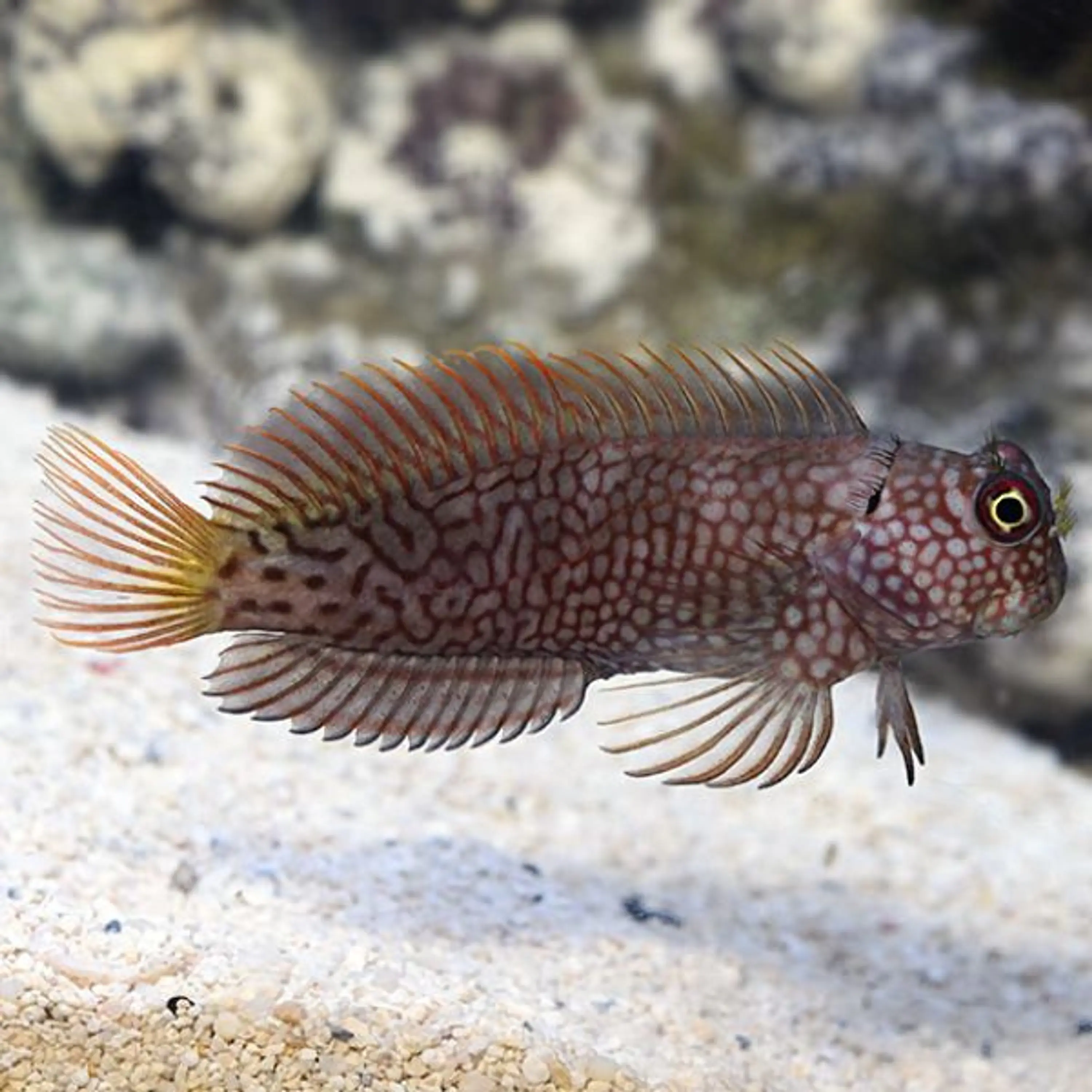 Cirripectes stigmaticus