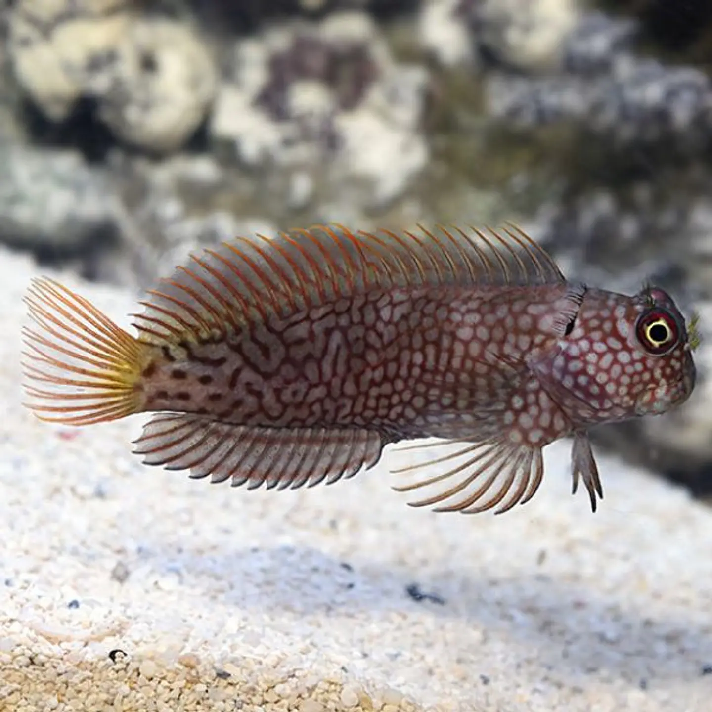 Cirripectes stigmaticus 1