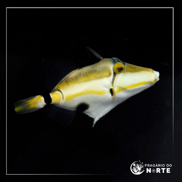 Rhinecanthus lunula