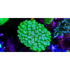 Stylophora Pistillata Green 1