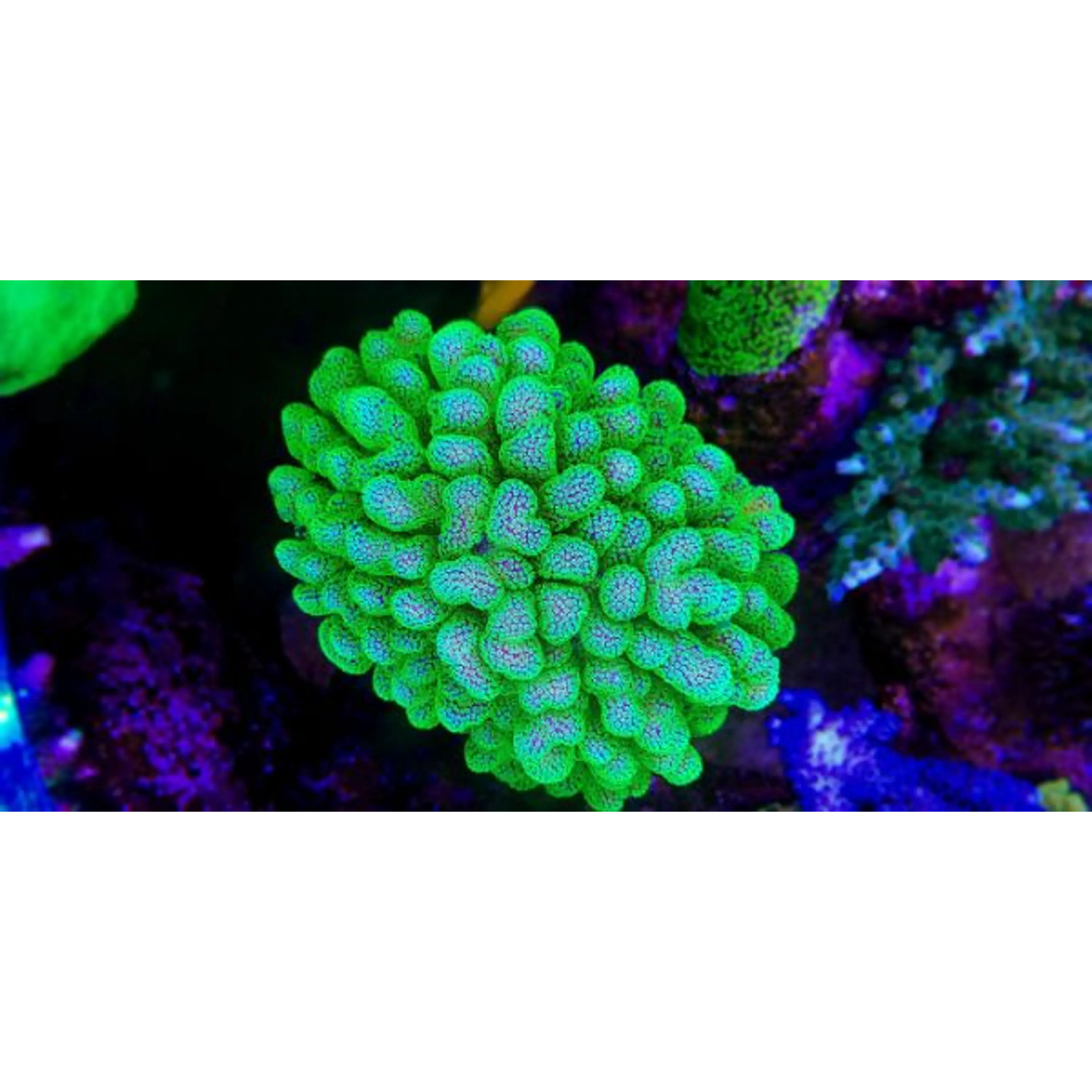 Stylophora Pistillata Green