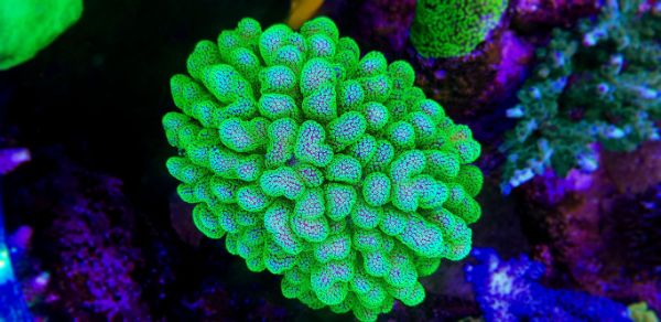 Stylophora Pistillata Green 1