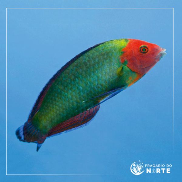 Halichoeres rubricephalus