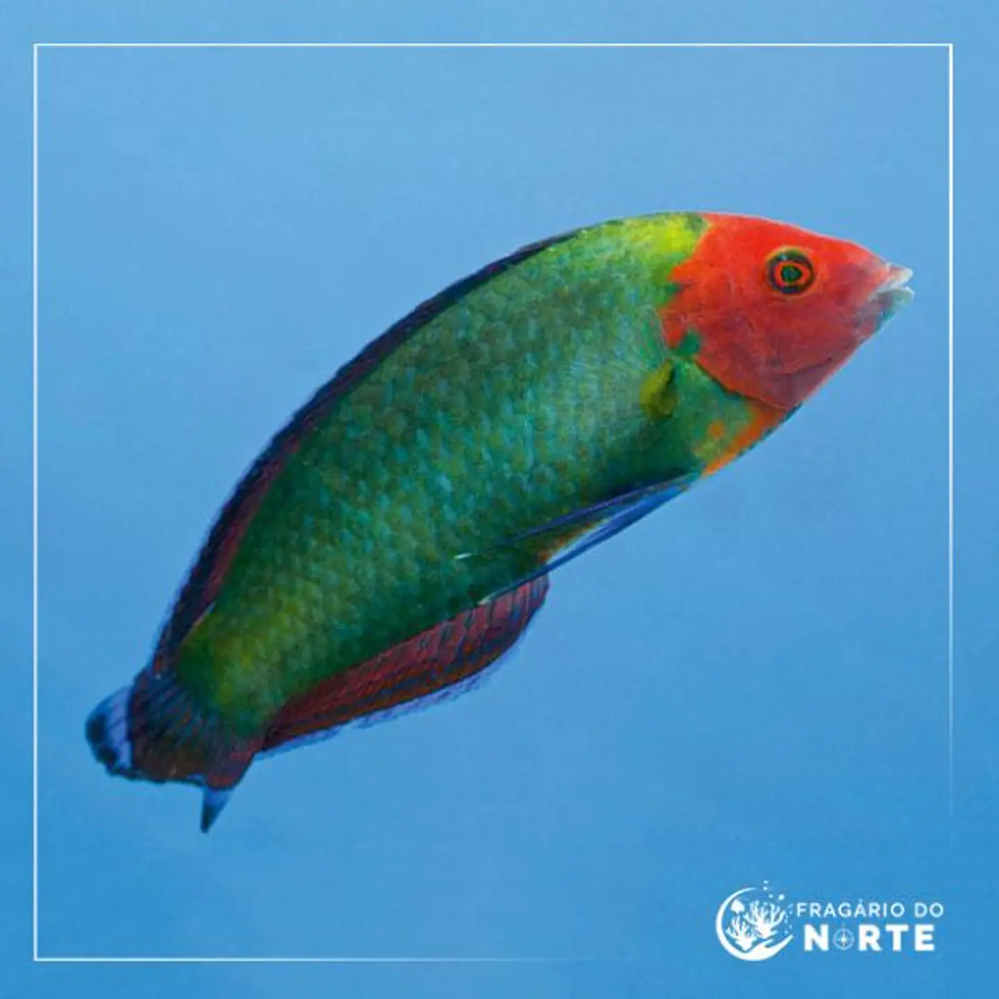 Halichoeres rubricephalus 1