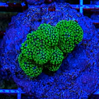 Stylophora Pistillata Green 2