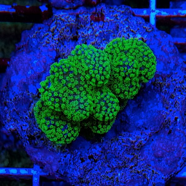 Stylophora Pistillata Green 2