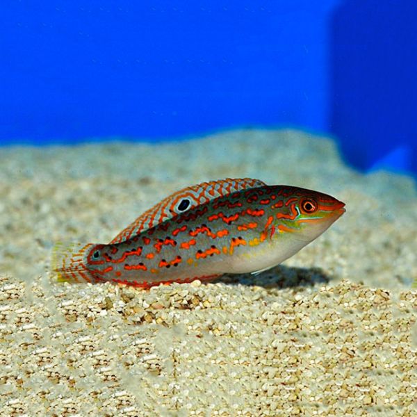 Halichoeres timorensis 1