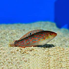 Halichoeres timorensis 1