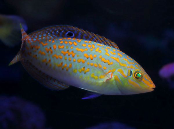 Halichoeres timorensis 2