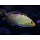 Halichoeres timorensis 2