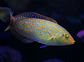 Halichoeres timorensis - Thumbnail 2