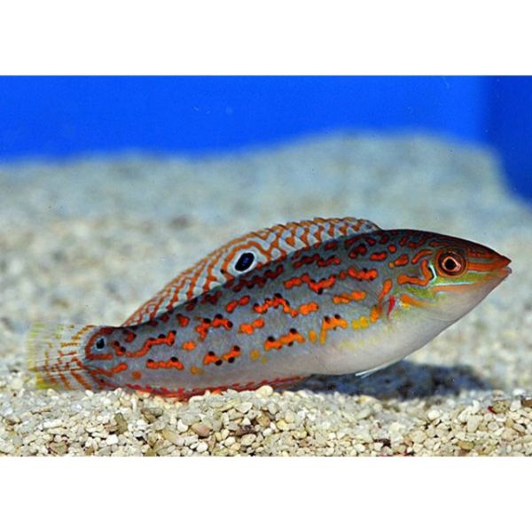 Halichoeres timorensis 3