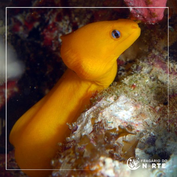Gymnothorax melatremus