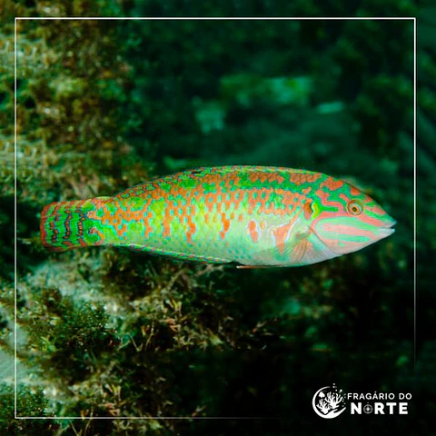 Halichoeres margaritaceus