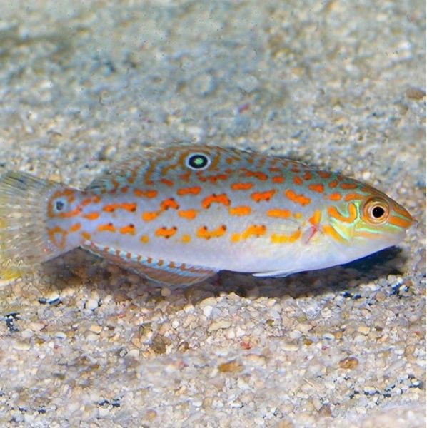 Halichoeres timorensis 4