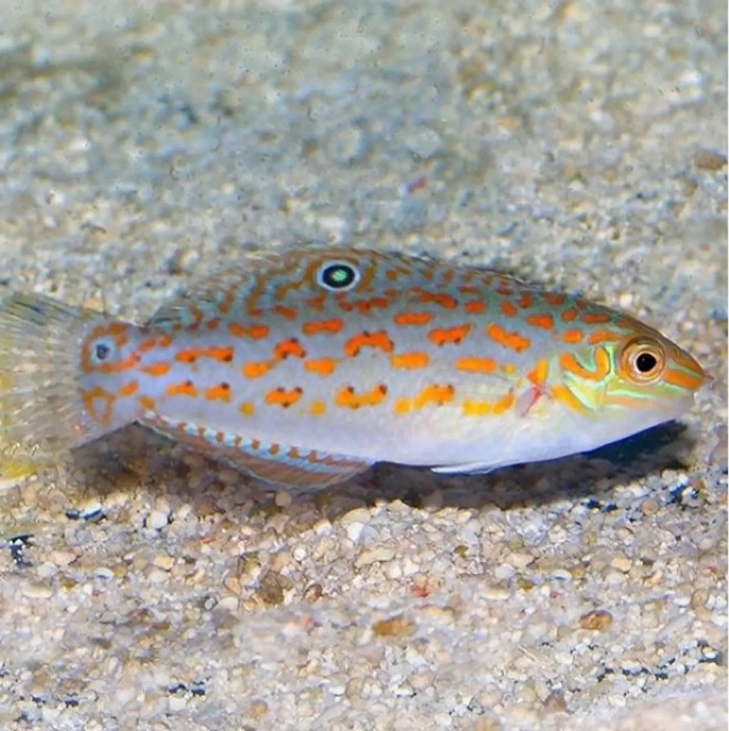 Halichoeres timorensis 4