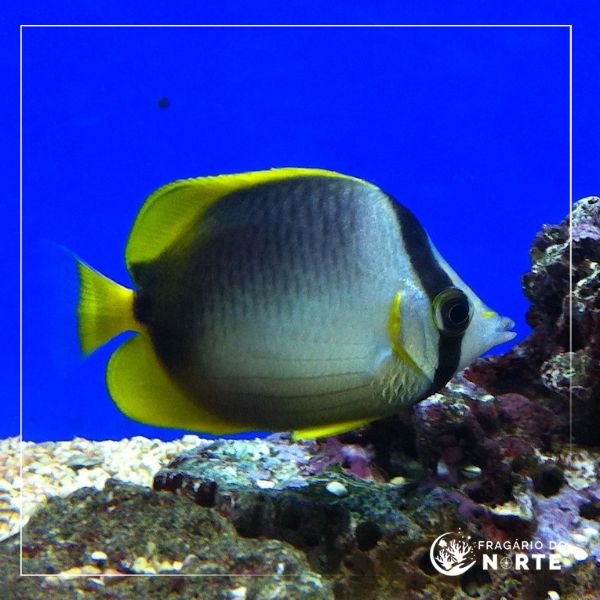 Chaetodon leucopleura