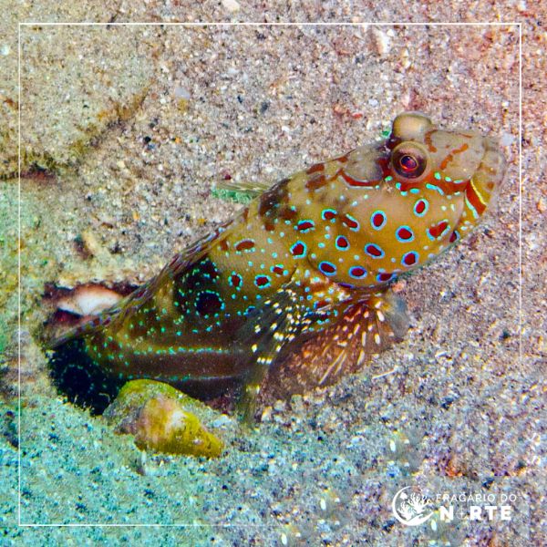 Cryptocentrus caeruleopunctatu