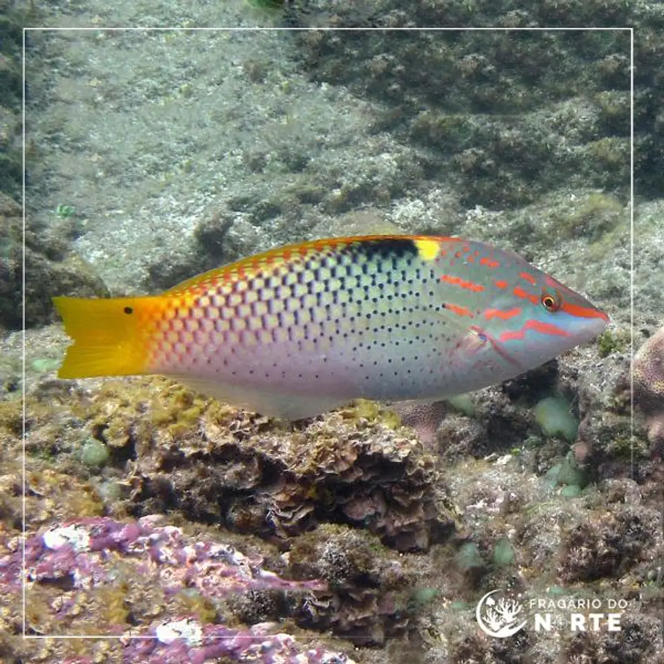 Halichoeres hortulanus 1