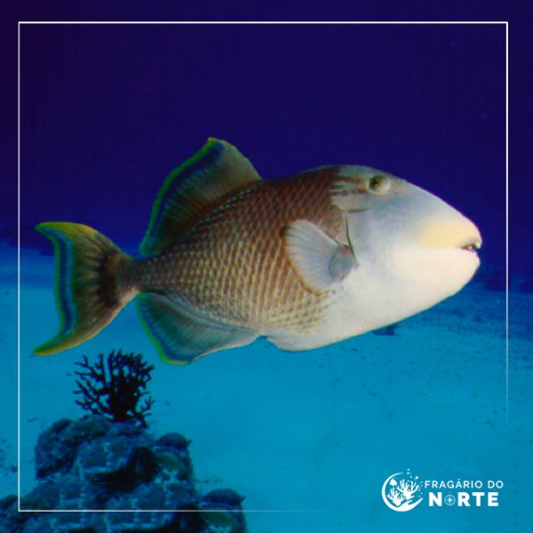Pseudobalistes flavimarginatus