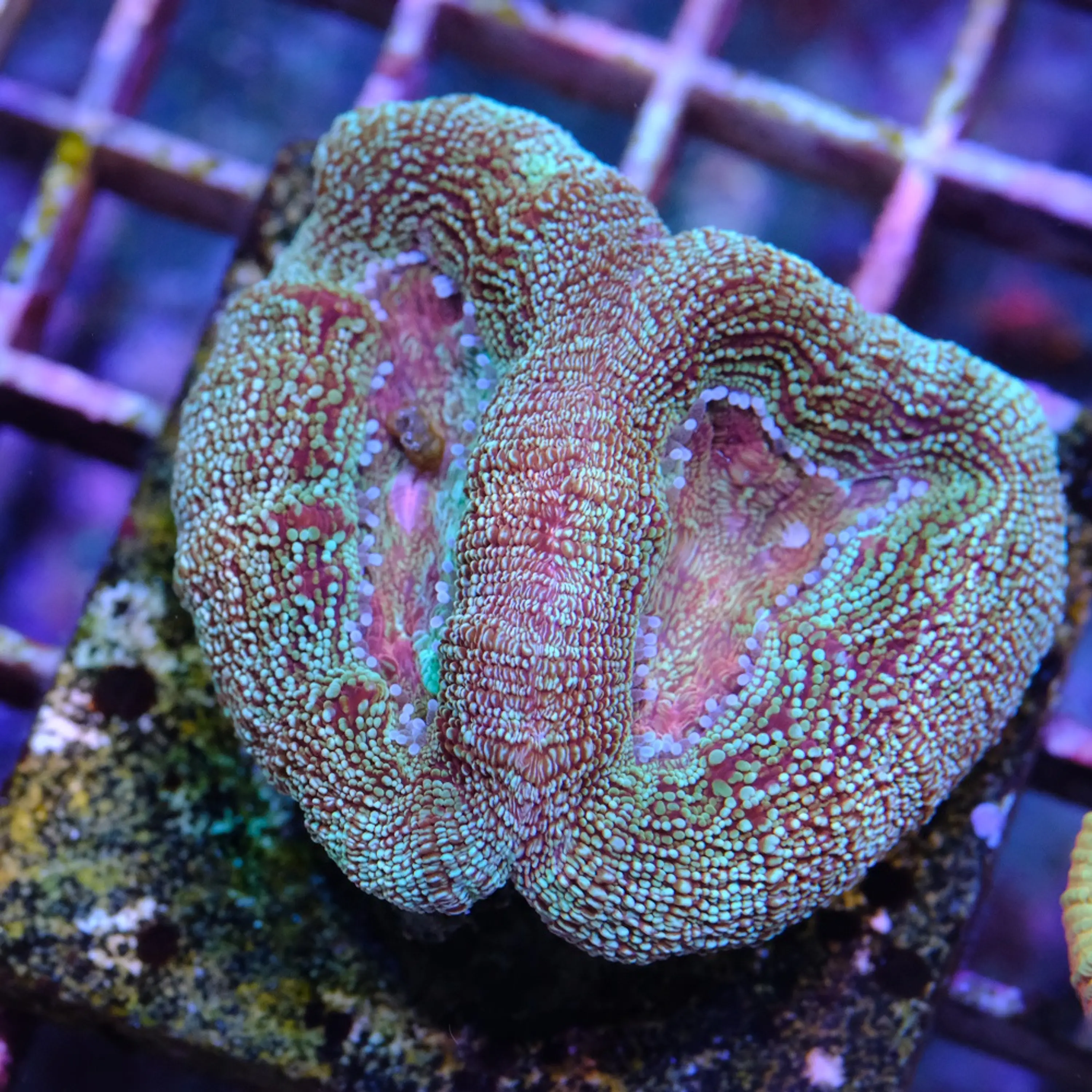 Acanthastrea Bowerbanki